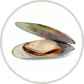 Grünlippmuschel